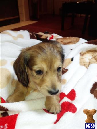 dachshund puppy posted by jazzy pups
